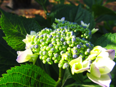 朝日をあびた紫陽花