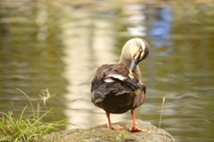 目が半眼のカモ♪