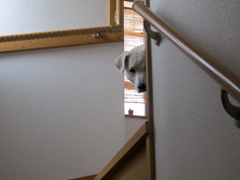 犬は見ていた