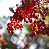 光りを浴びる紅の実。