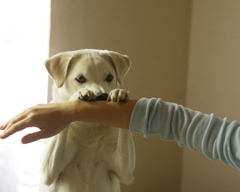 犬と遊ぶ。