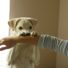 犬と遊ぶ。