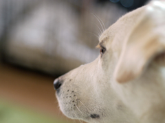 犬の横顔