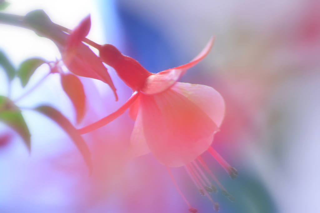 フクシアの花