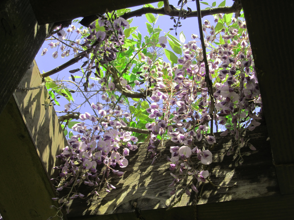 空から藤の花がおりてきた・・・