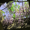 空から藤の花がおりてきた・・・