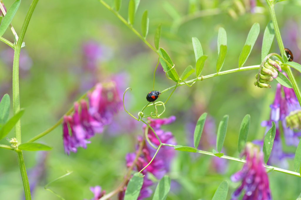 テントウムシと紫の花の雑草