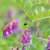 テントウムシと紫の花の雑草