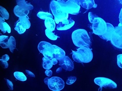 海の夜行灯
