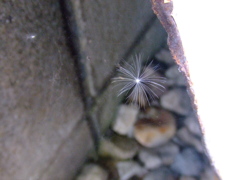 ちいさな花火