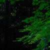 木々