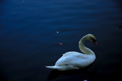 Swan1