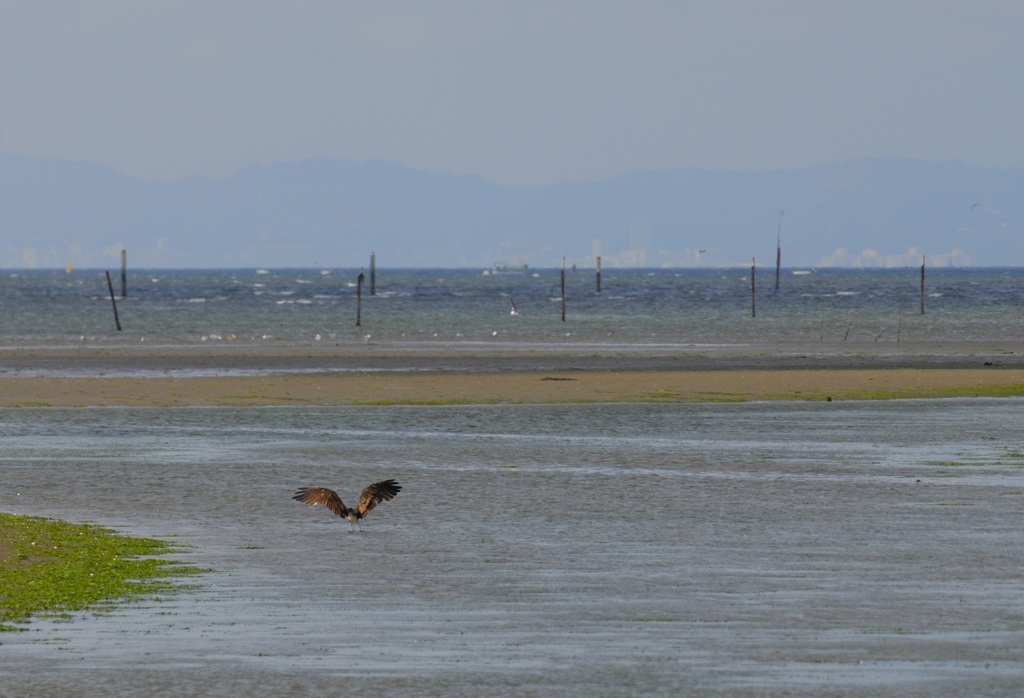 The Osprey has Landed