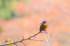 秋カワ ～桜の木～