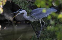 Ambush Ⅳ ～Grey Heron～