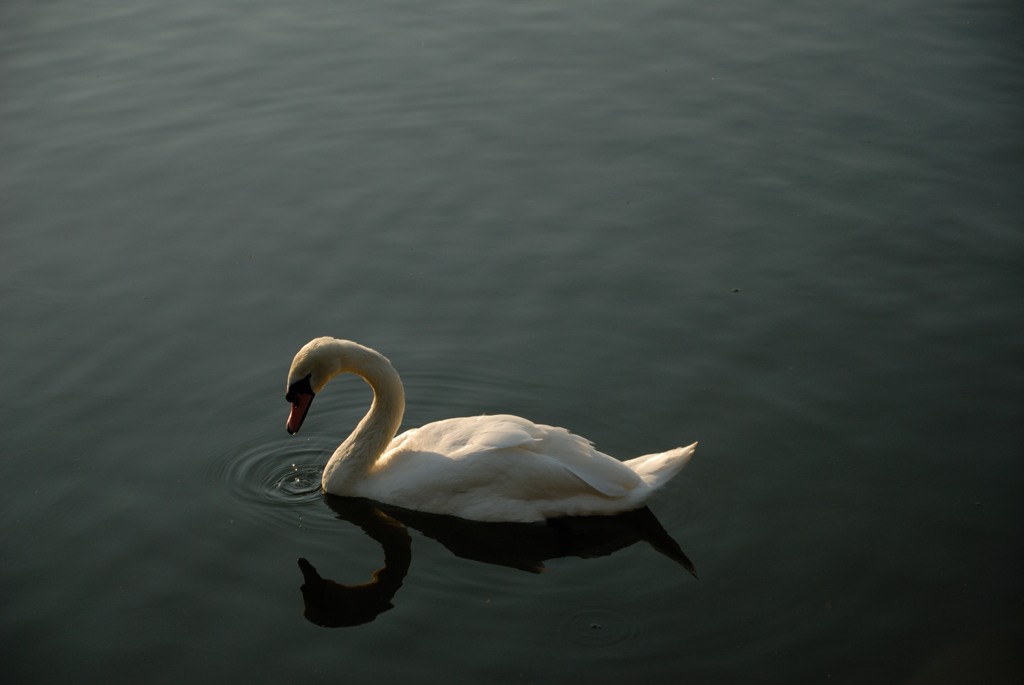 Swan2