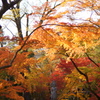 Autumn in Kyoto 3