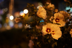 夜の花