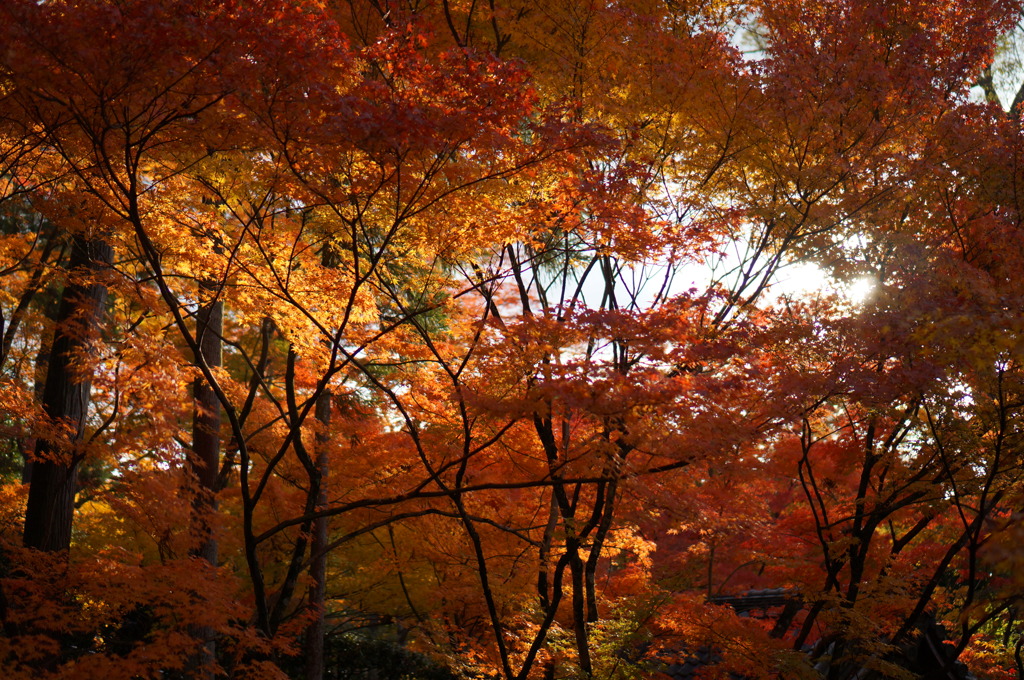 Autumn in Kyoto 1