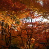 Autumn in Kyoto 1