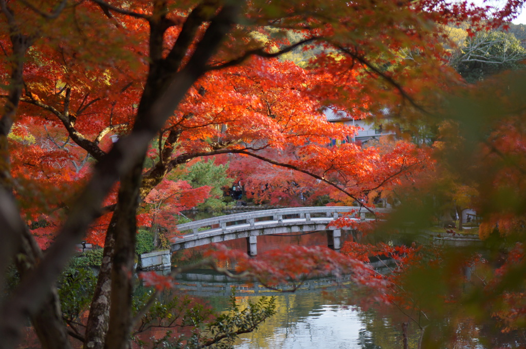Autumn in Kyoto 6