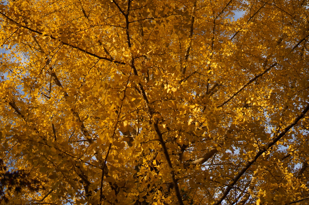 Autumn in Kyoto 5