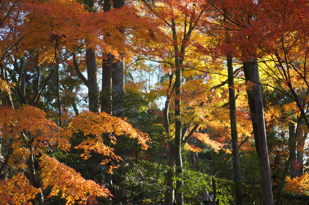 Autumn in Kyoto 2