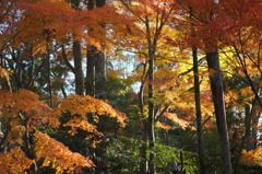 Autumn in Kyoto 2