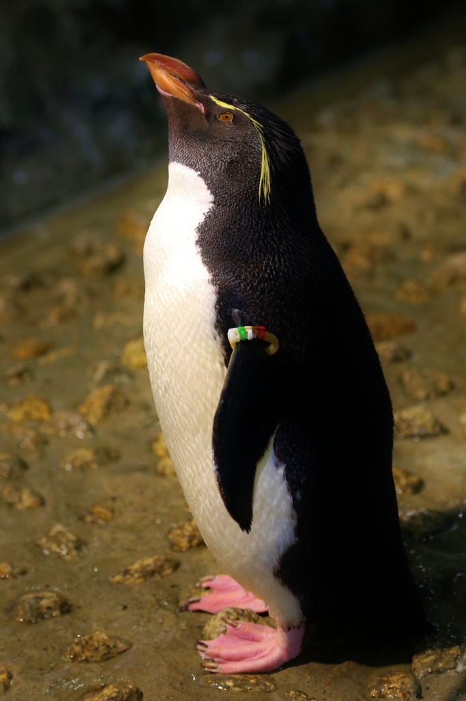 ペンギン