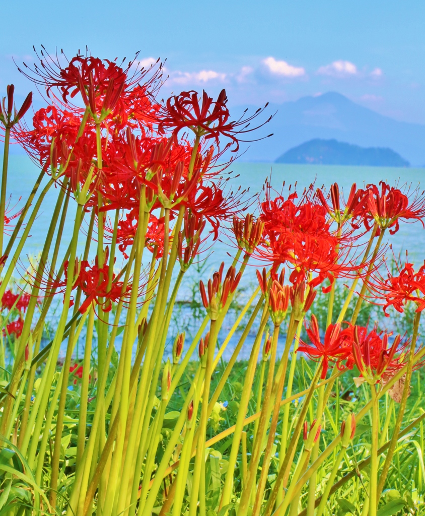 島と琵琶湖と彼岸花