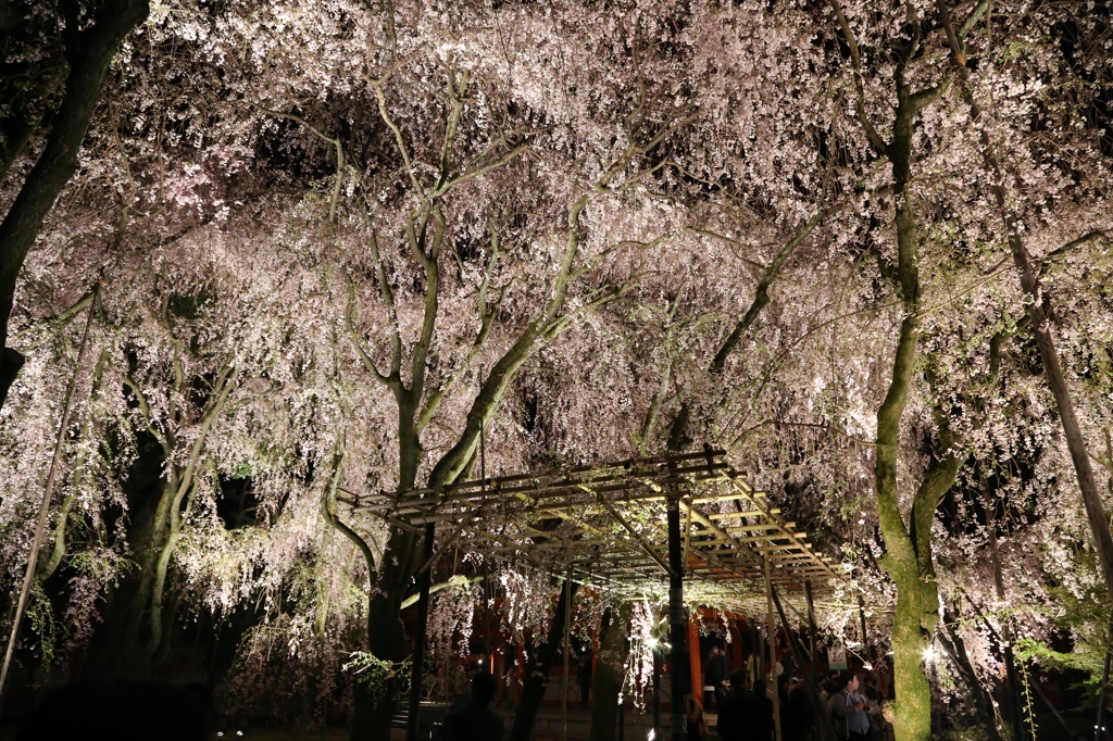 滝桜