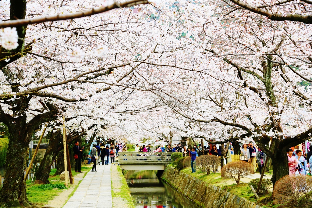 桜のアーチ