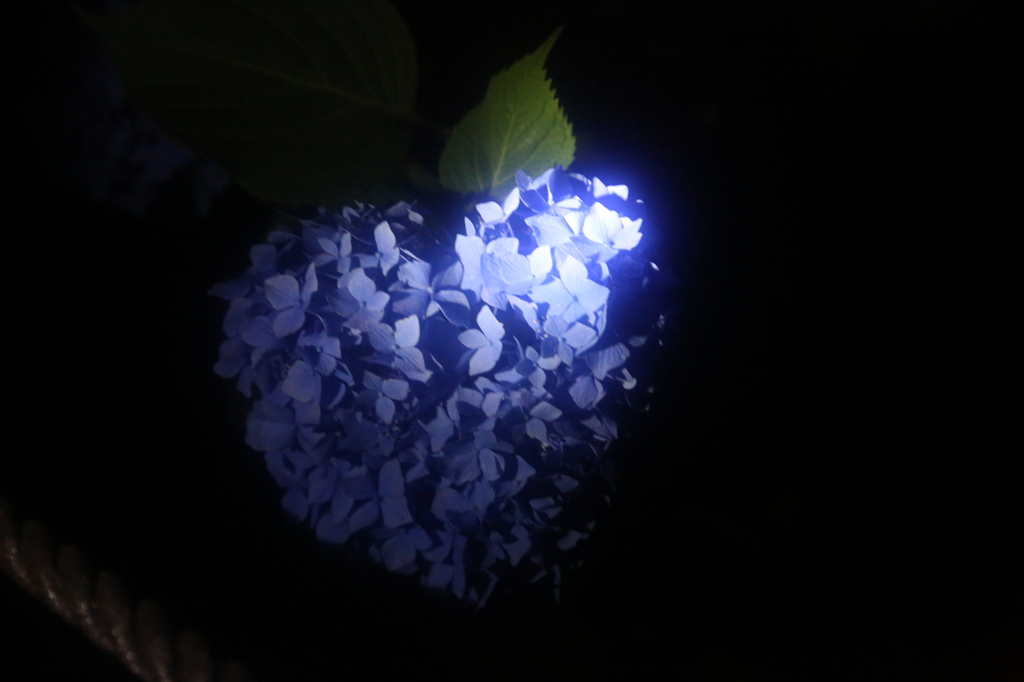 ハート紫陽花