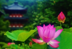 蓮