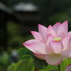 蓮
