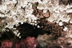 桜道