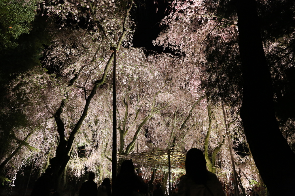 滝桜