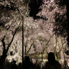 滝桜
