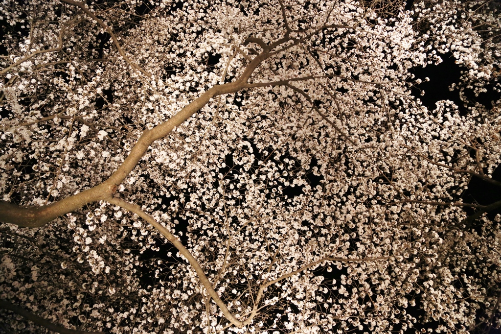 桜の絨毯