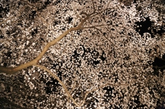 桜の絨毯
