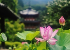 蓮