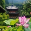 蓮