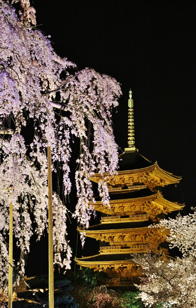 東寺の桜