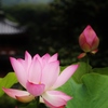 蓮