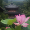 蓮