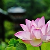 蓮