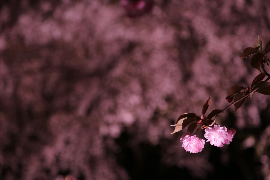 夜桜