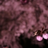夜桜
