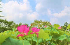 蓮