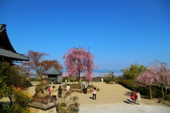 吉峯寺の桜